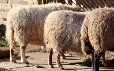 Comment maigrir des fesses