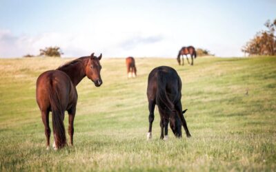 Comment éliminer sa culotte de cheval ?