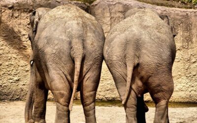 Comment maigrir des fesses ?