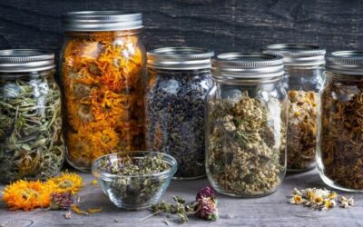 Phytothérapie pour maigrir